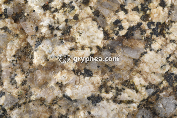 Granite altéré (détail) - gryphea.org